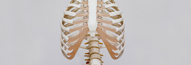 rib cage and spine